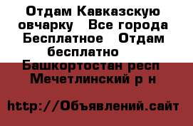 Отдам Кавказскую овчарку - Все города Бесплатное » Отдам бесплатно   . Башкортостан респ.,Мечетлинский р-н